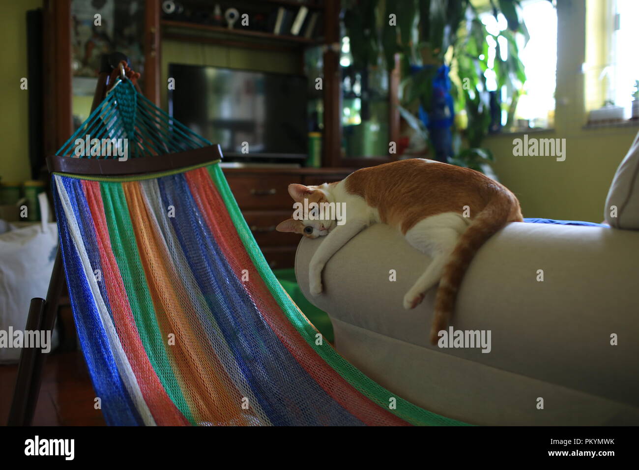 lazy cat at home Stock Photo