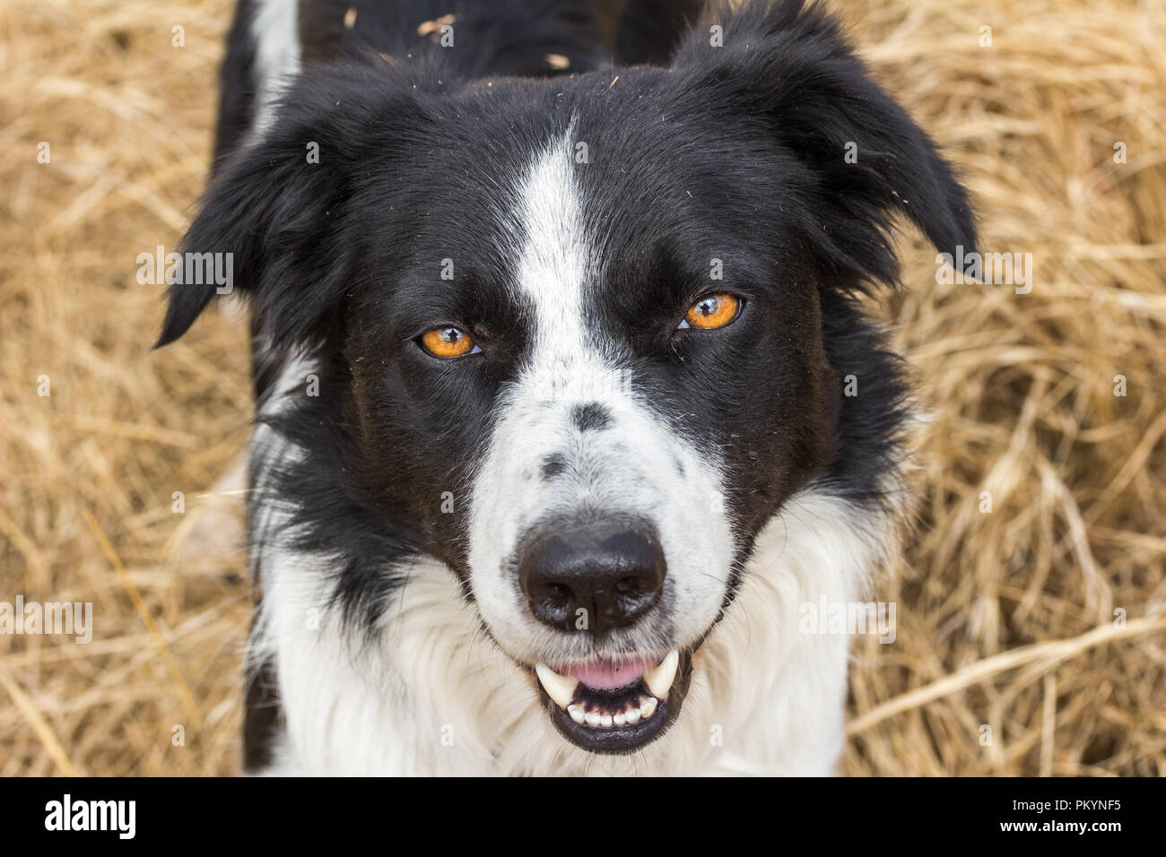 Border collie outdoors looking at camera close up Stock Photo