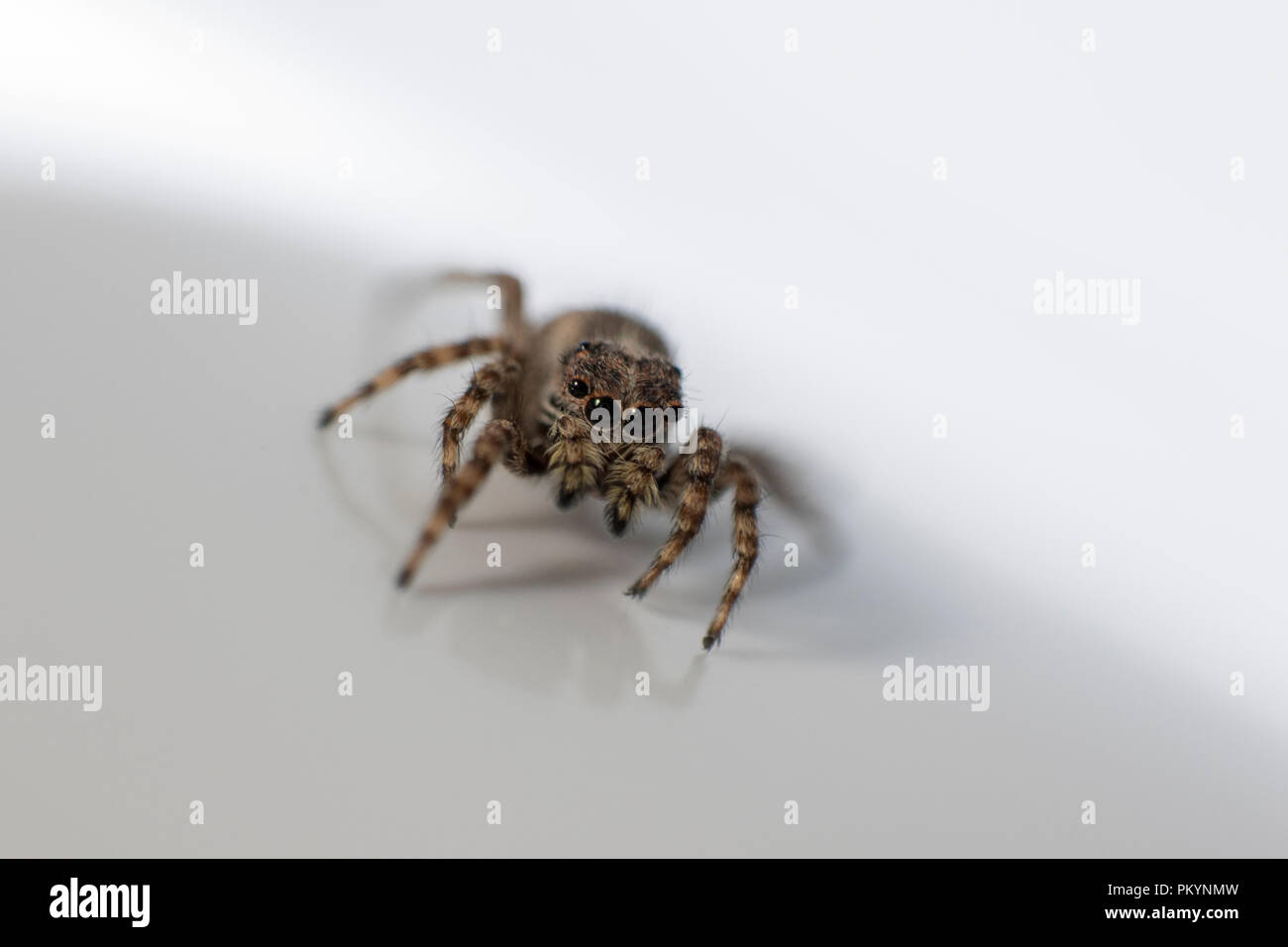 Small colorful jumping spider isolated on white background. Stock Photo