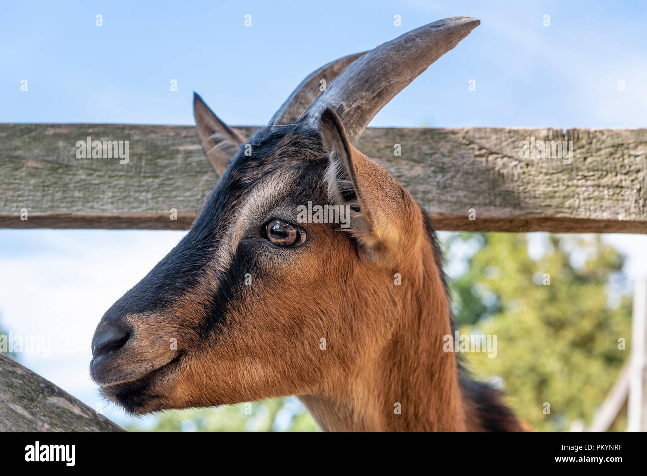 Orange young goat with black stripes and horns, expressive eyes, portrait, profile picture, with its head between the wooden planks of a fence. Stock Photo