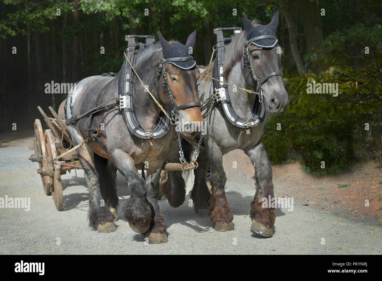 two horses with cart Stock Photo Alamy