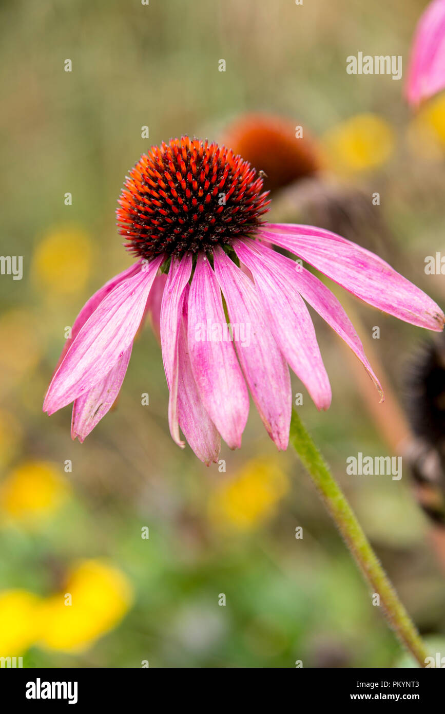 Echinacea plant in Bressingham Garden England. Echinacea is a group