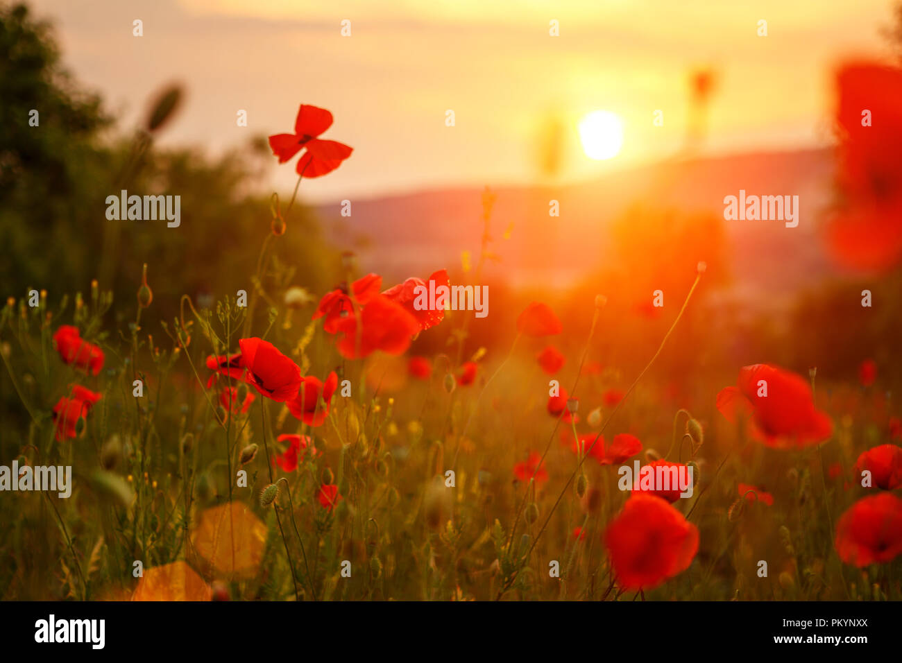red poppies in the field in the sunset Stock Photo - Alamy