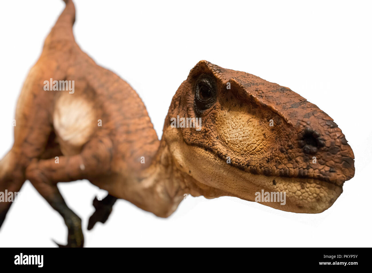 Velociraptor isolated on white background Stock Photo