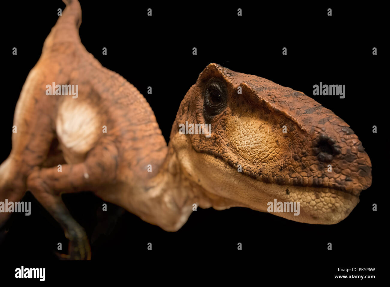 Velociraptor isolated on black background Stock Photo