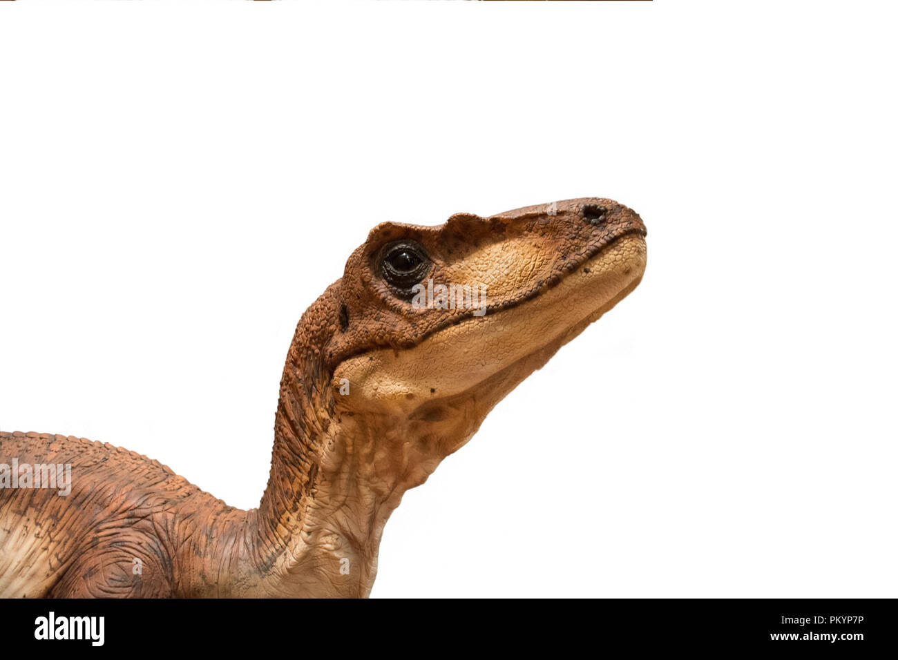 Velociraptor isolated on white background Stock Photo