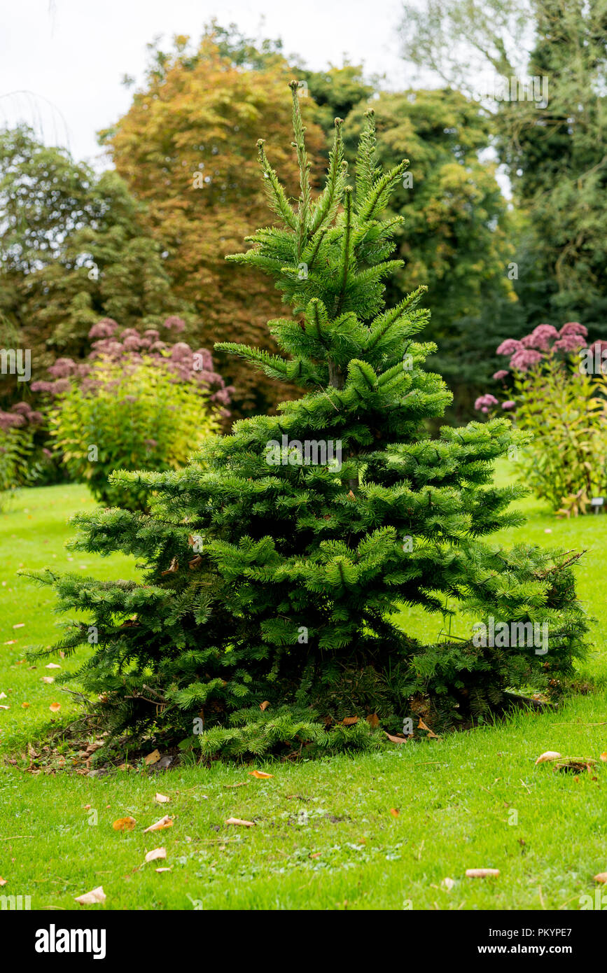 Picea abies Pusch- the Norway spruce is a species of spruce native to Northern, Central and Eastern Europe. Stock Photo