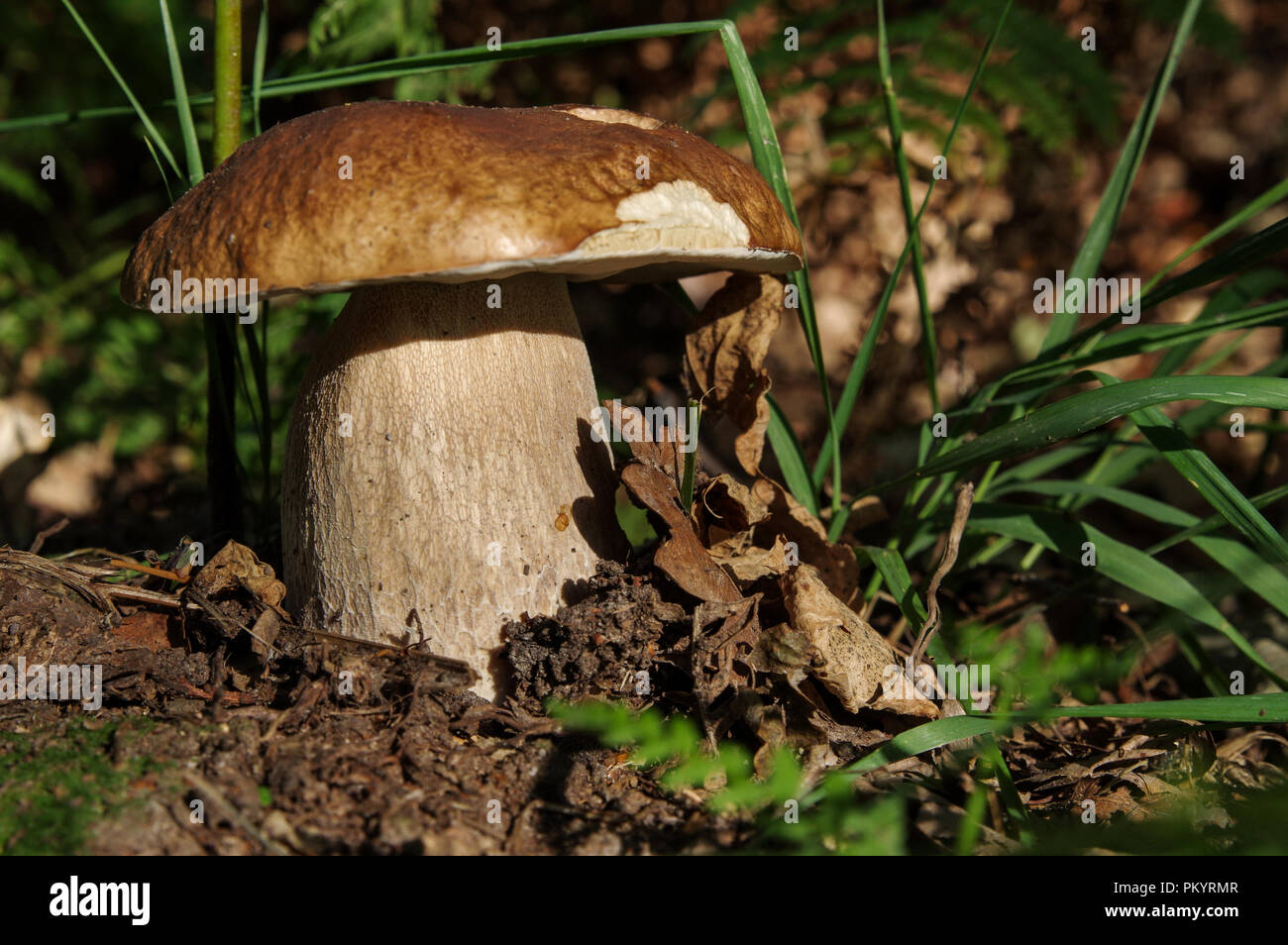 Handsome cep in Chailey Common Nature Reserve, West Sussex Stock Photo