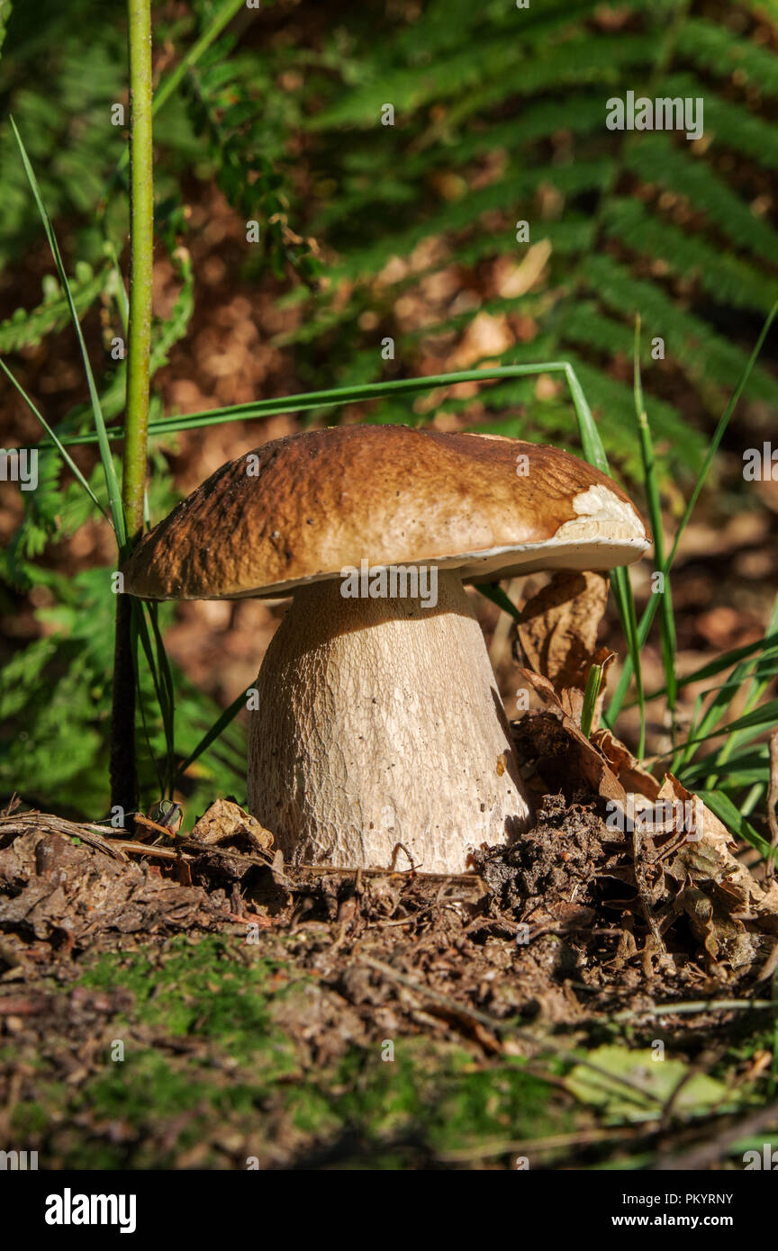 Handsome cep in Chailey Common Nature Reserve, West Sussex Stock Photo