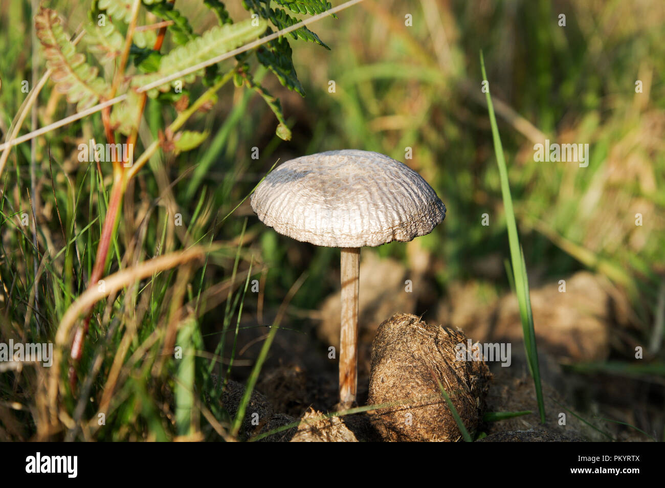 Sunlit Panaeolus antillarum growing on horse manure in Chailey Common Nature  Reserve in West Sussex in late summer Stock Photo