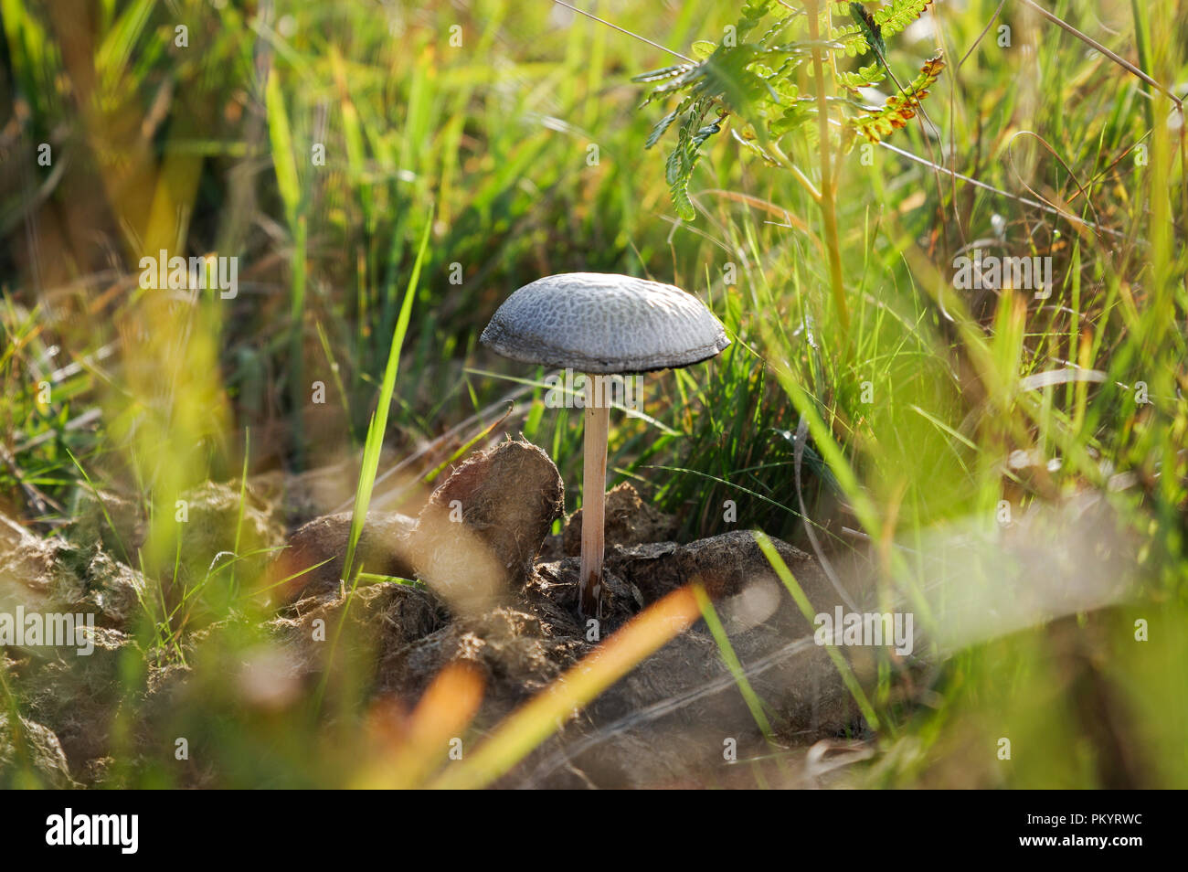 Sunlit Panaeolus antillarum growing on horse manure in Chailey Common Nature  Reserve in West Sussex in late summer Stock Photo