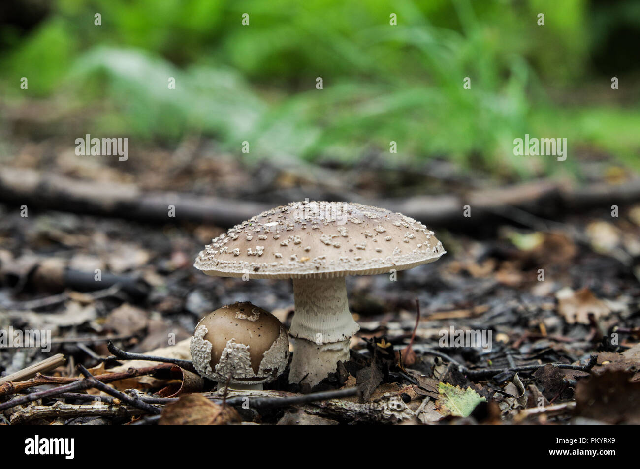 Blusher (amanita rubescens) growing in Chailey Common Nature Reserve in West Sussex Stock Photo