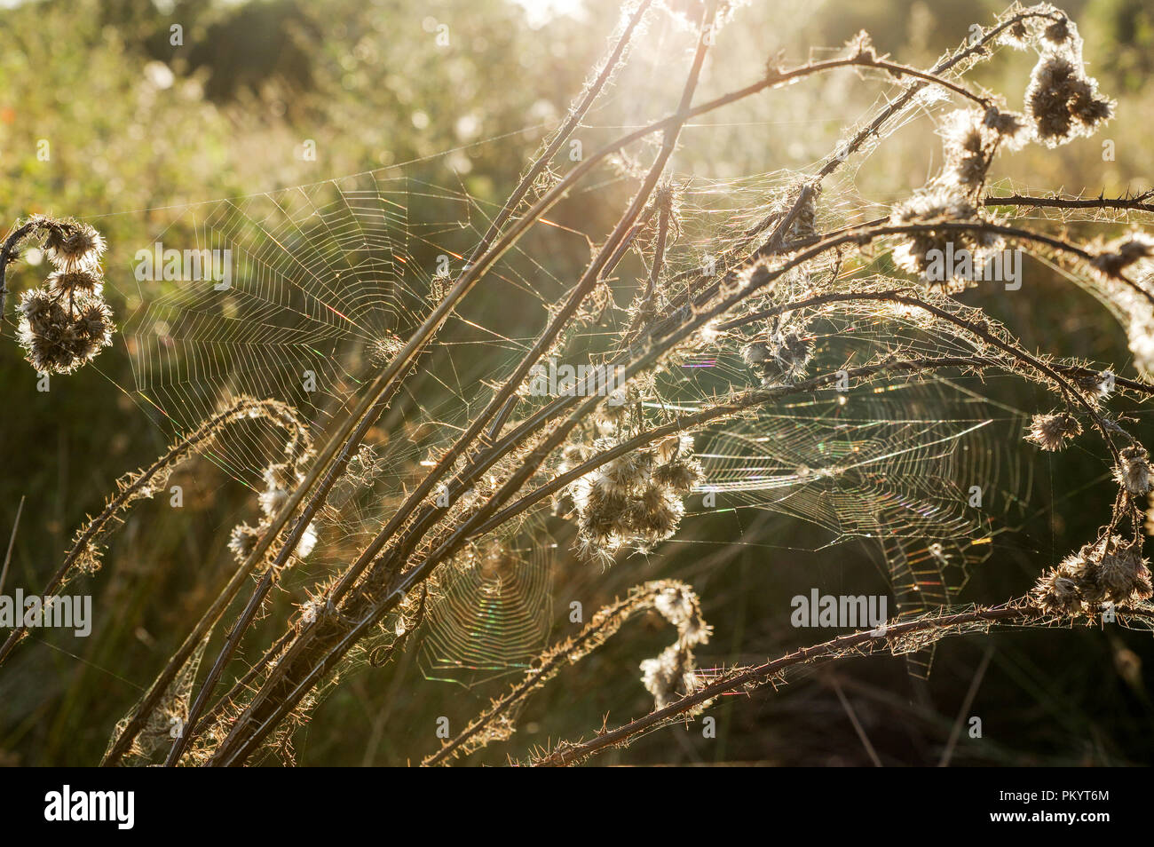 Autumnal spider webs in Chailey Common Nature Reserve, West Sussex Stock Photo