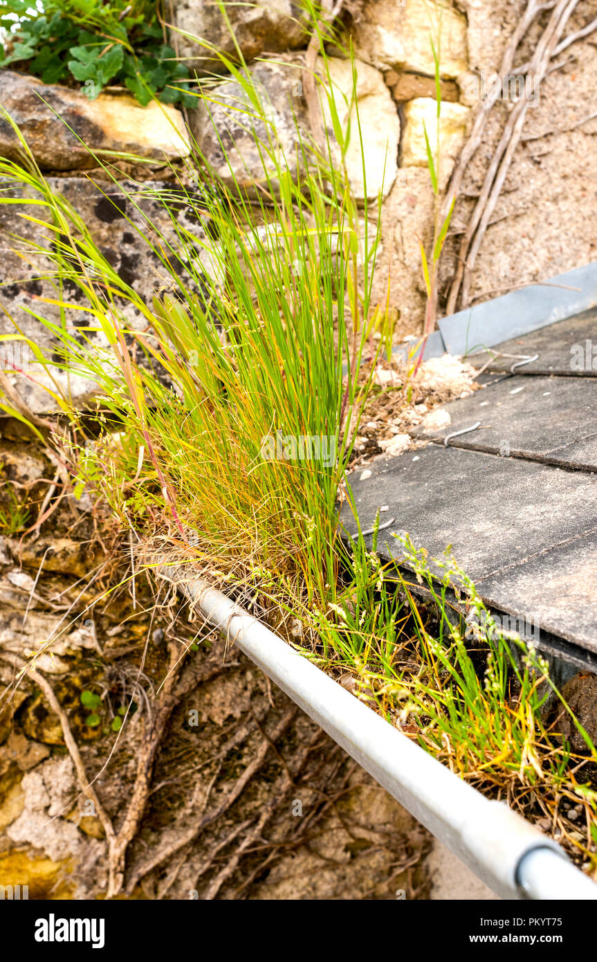 Grass blocked rain-water gutter. Stock Photo