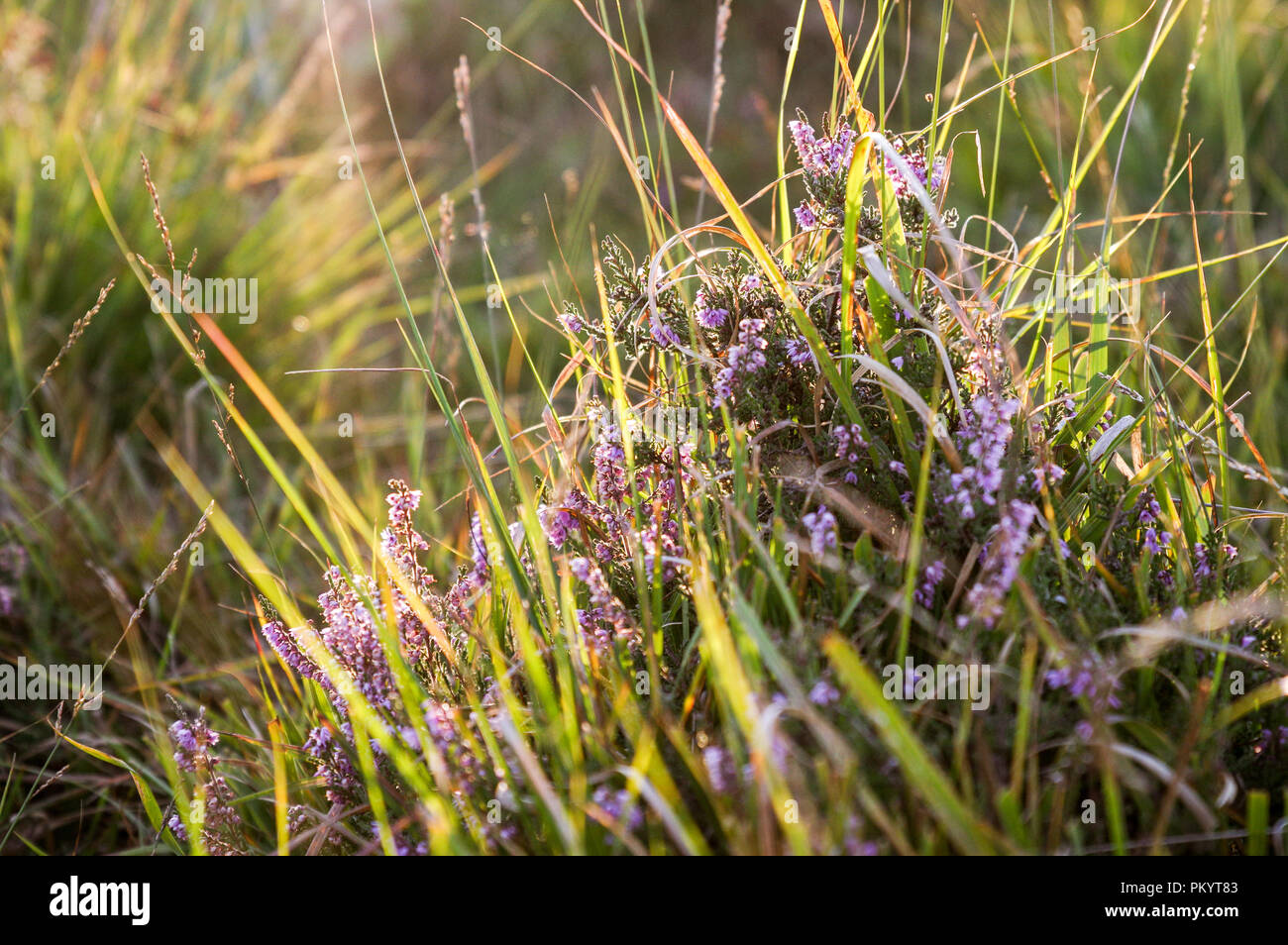 Ling heather flowering in Chailey Common, West Sussex in early autumn Stock Photo