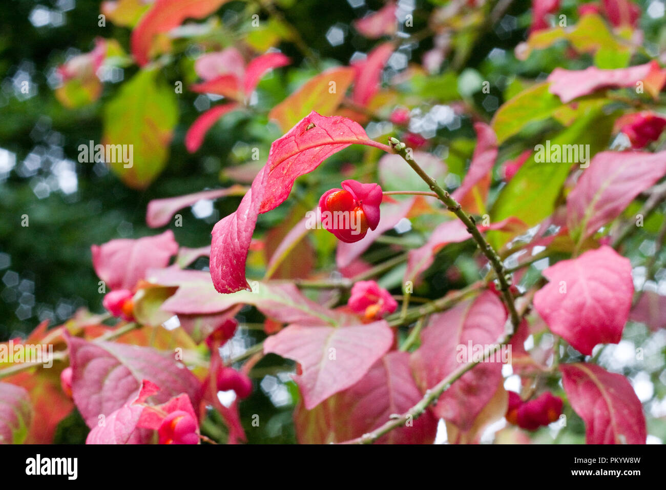 Euonymus europaeus producing seed in autumn Stock Photo