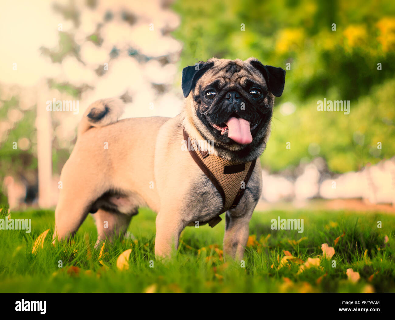 portrait of pug dog in park defocused background with bokeh Stock Photo