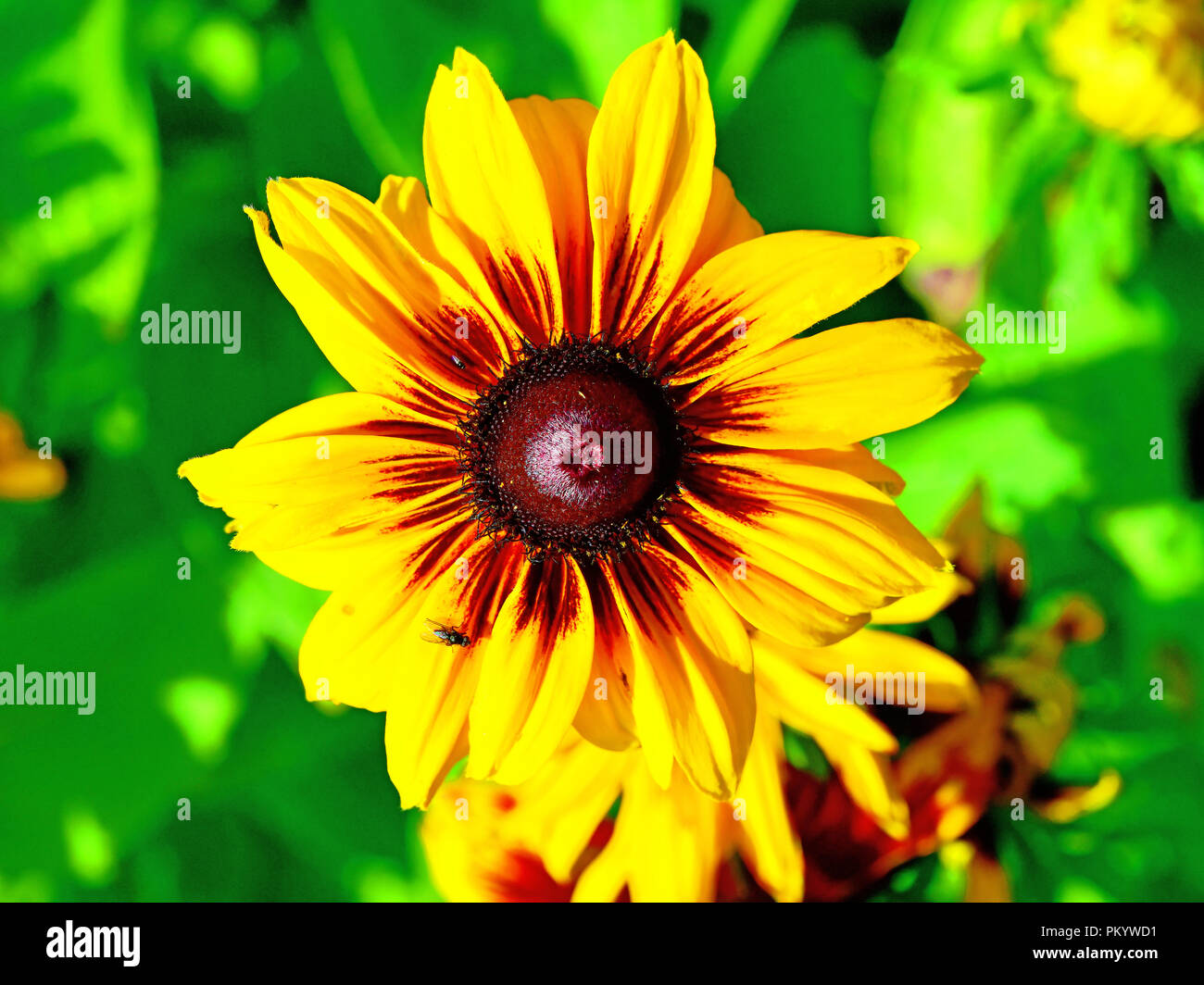 Golden yellow sunflower type with fly Stock Photo