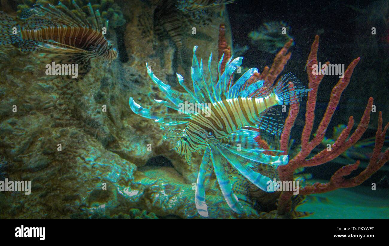 Lion Fish in the OdySea Aquarium in Scottsdale, Arizona. Stock Photo