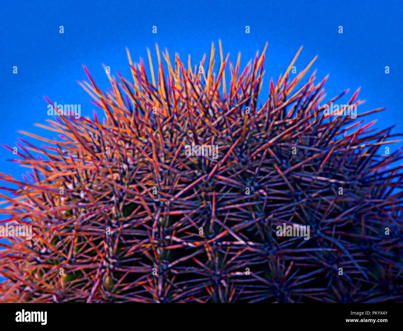 Cactus in the Sedona Red Rocks State Park in Arizona Stock Photo - Alamy