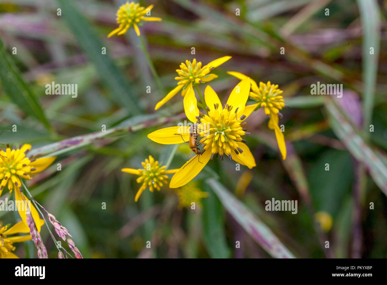 Close-up image of a goldenrod soldier beetle on yellow ironweed flower that is native to Tennessee, near Knoxville. Stock Photo