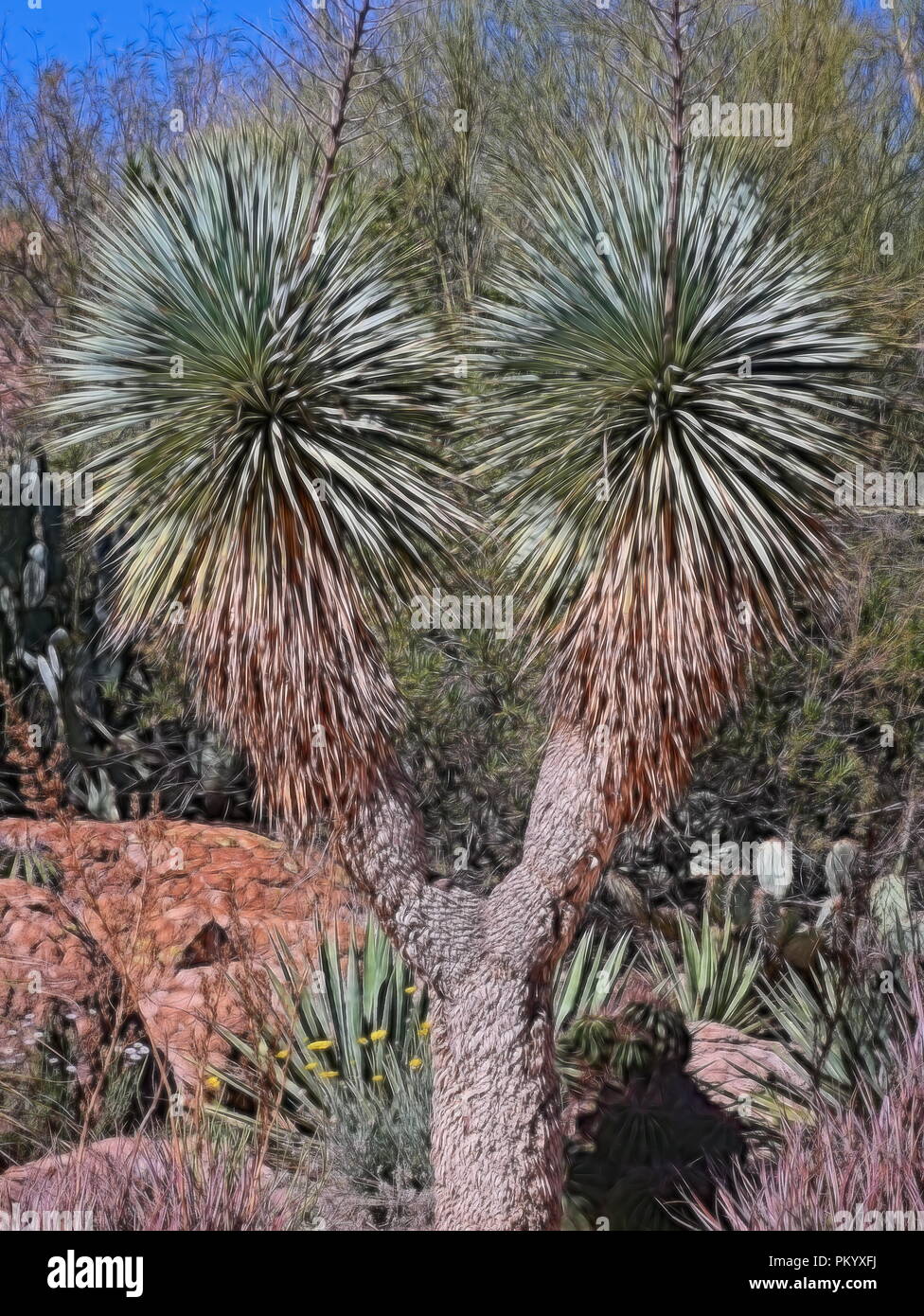 Cactus in the Sedona Red Rocks State Park in Arizona Stock Photo - Alamy