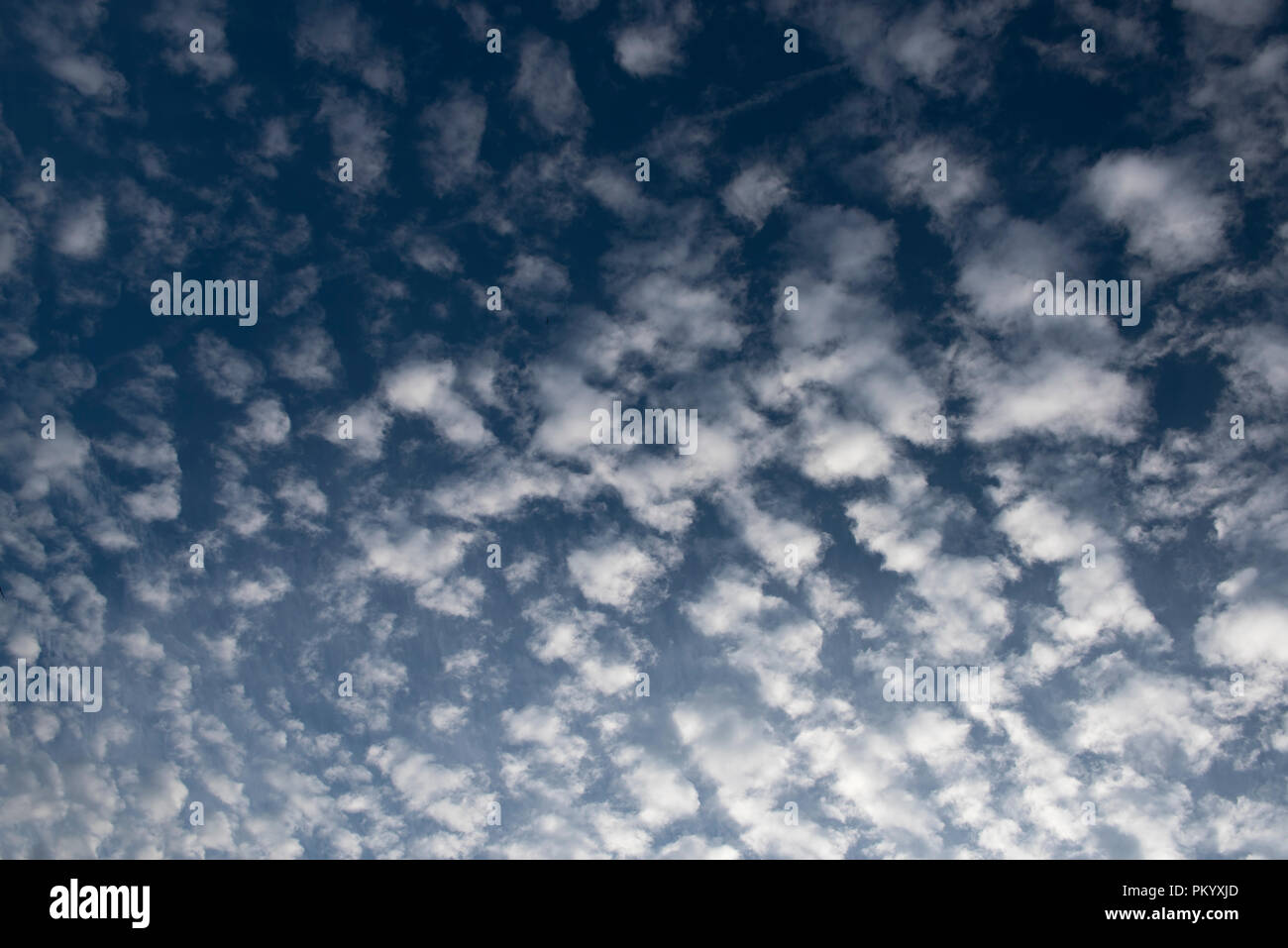 Altocumulus clouds above the Sussex countryside on a mid-summer evening. Stock Photo