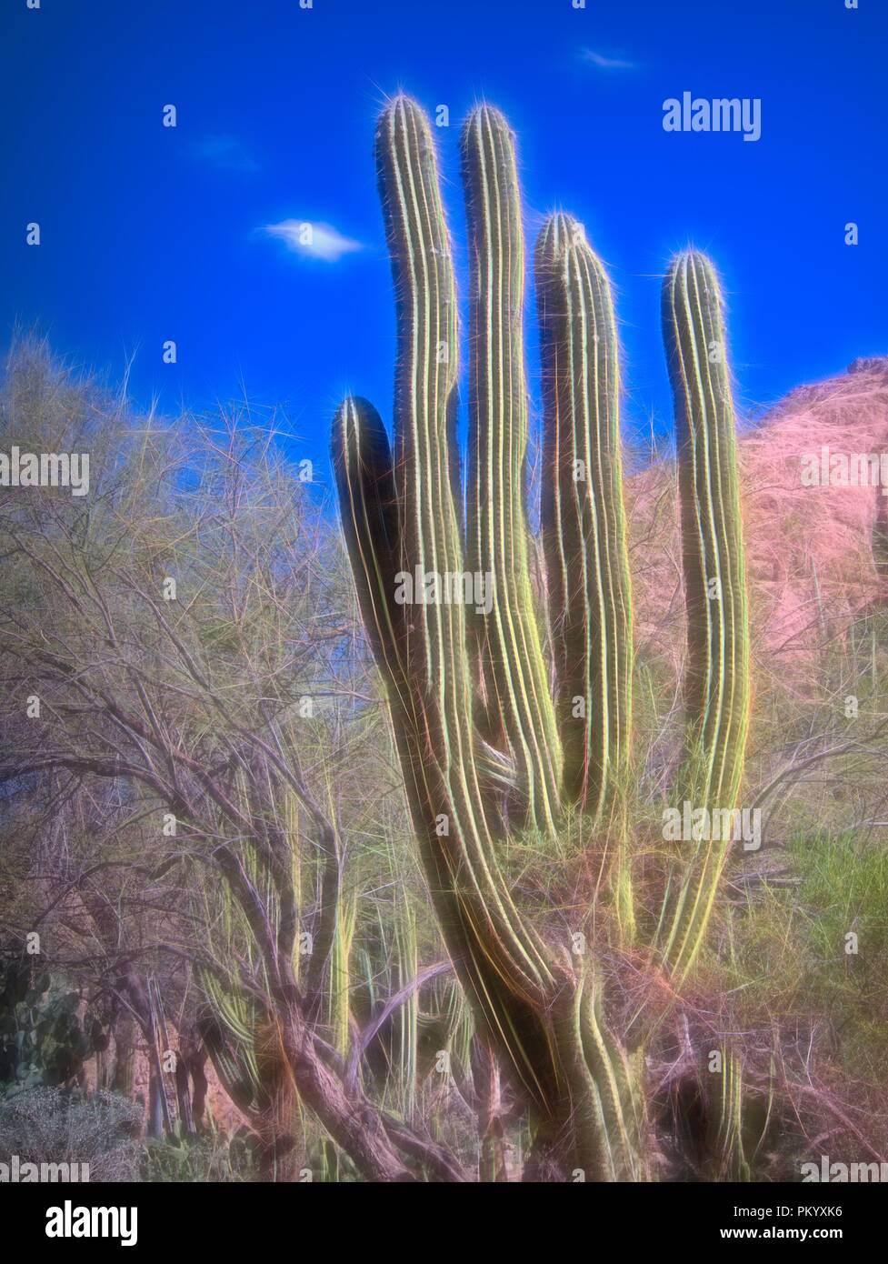 Cactus in the Sedona Red Rocks State Park in Arizona Stock Photo - Alamy