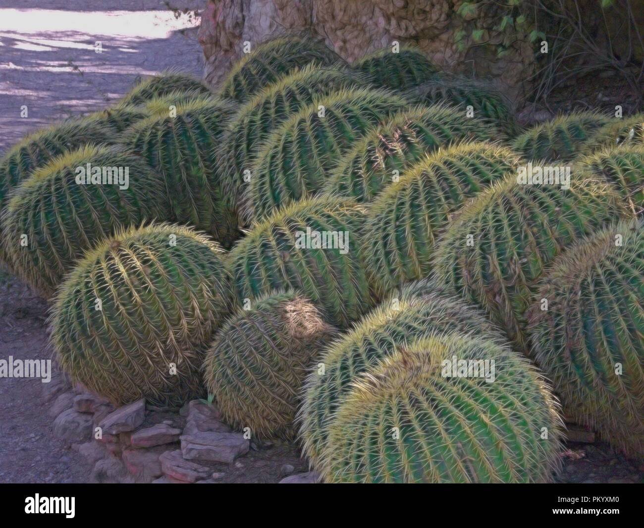 Cactus in the Sedona Red Rocks State Park in Arizona Stock Photo - Alamy