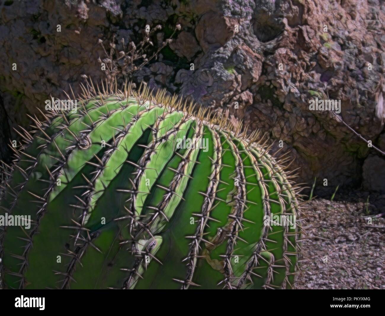 Cactus in the Sedona Red Rocks State Park in Arizona Stock Photo - Alamy