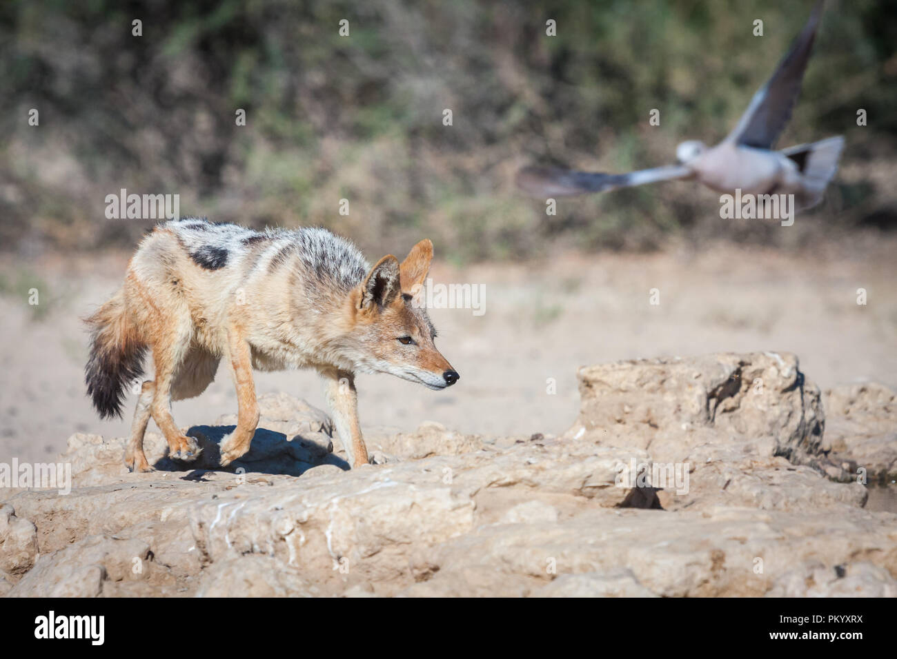 Adult Black-backed Jackal approaching a man made waterhole in a dry riverbed. Stock Photo