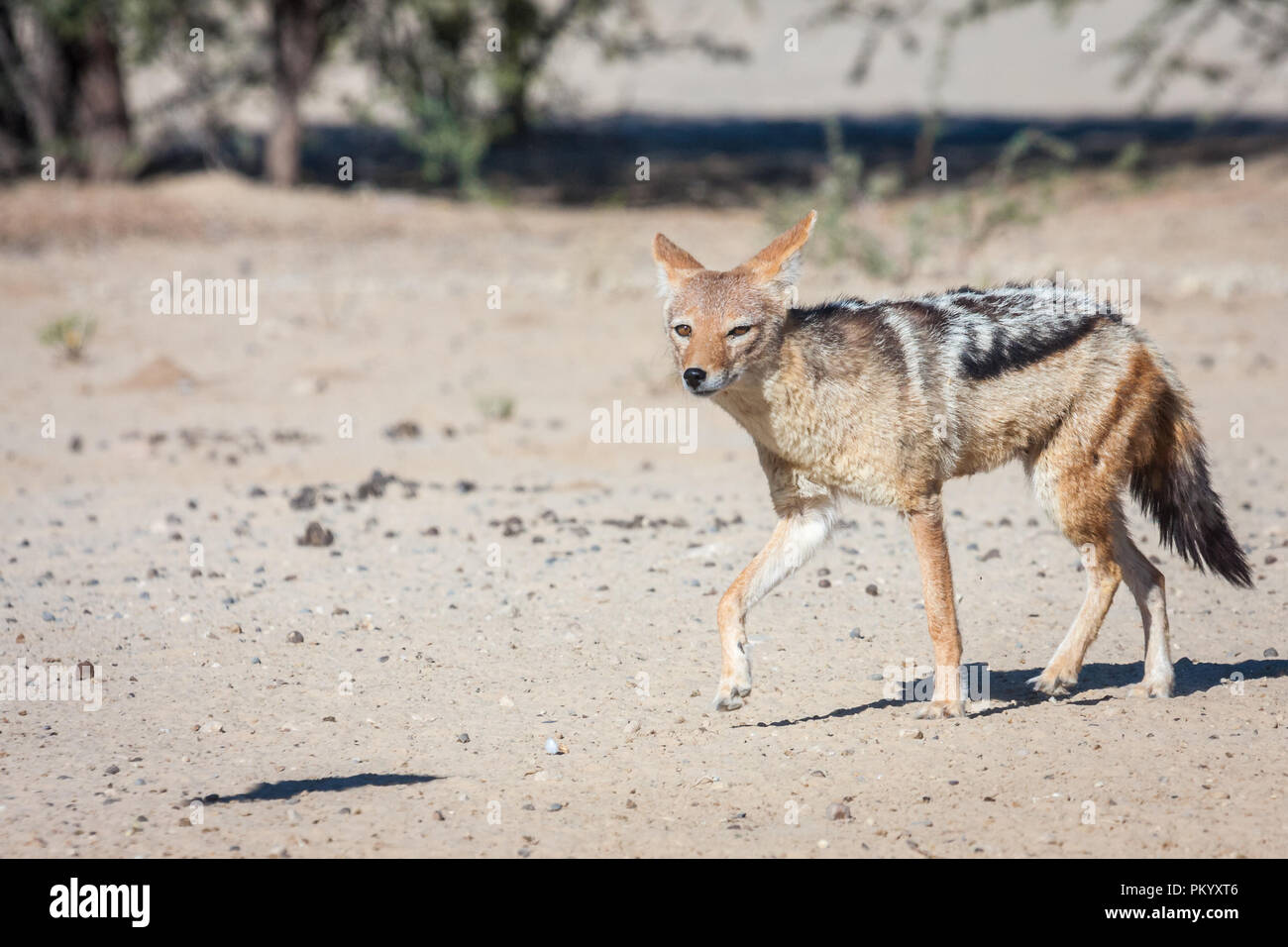 Black-backed Jackal scouting a area for potential prey in the dry riverbed. Stock Photo