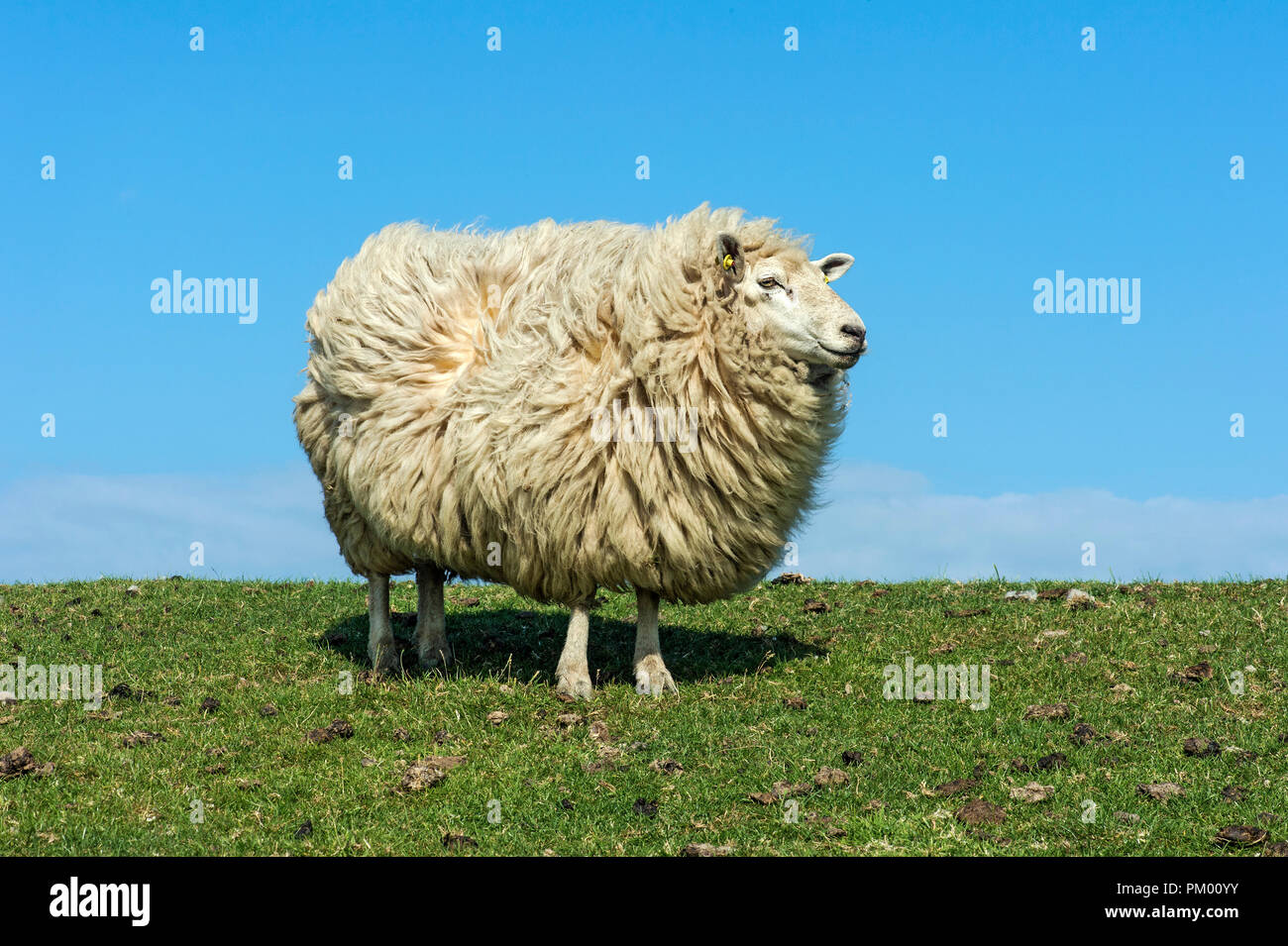 Texel sheep against blue sky, marshland at the North Sea coast, Schleswig-Holstein, Germany Stock Photo