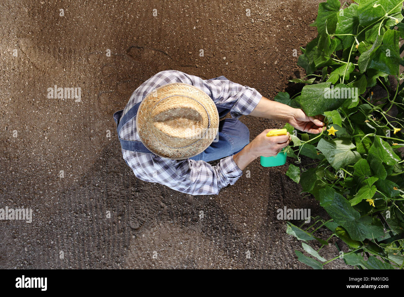 Spraying vegetable garden: Más de 16,199 fotos de stock con