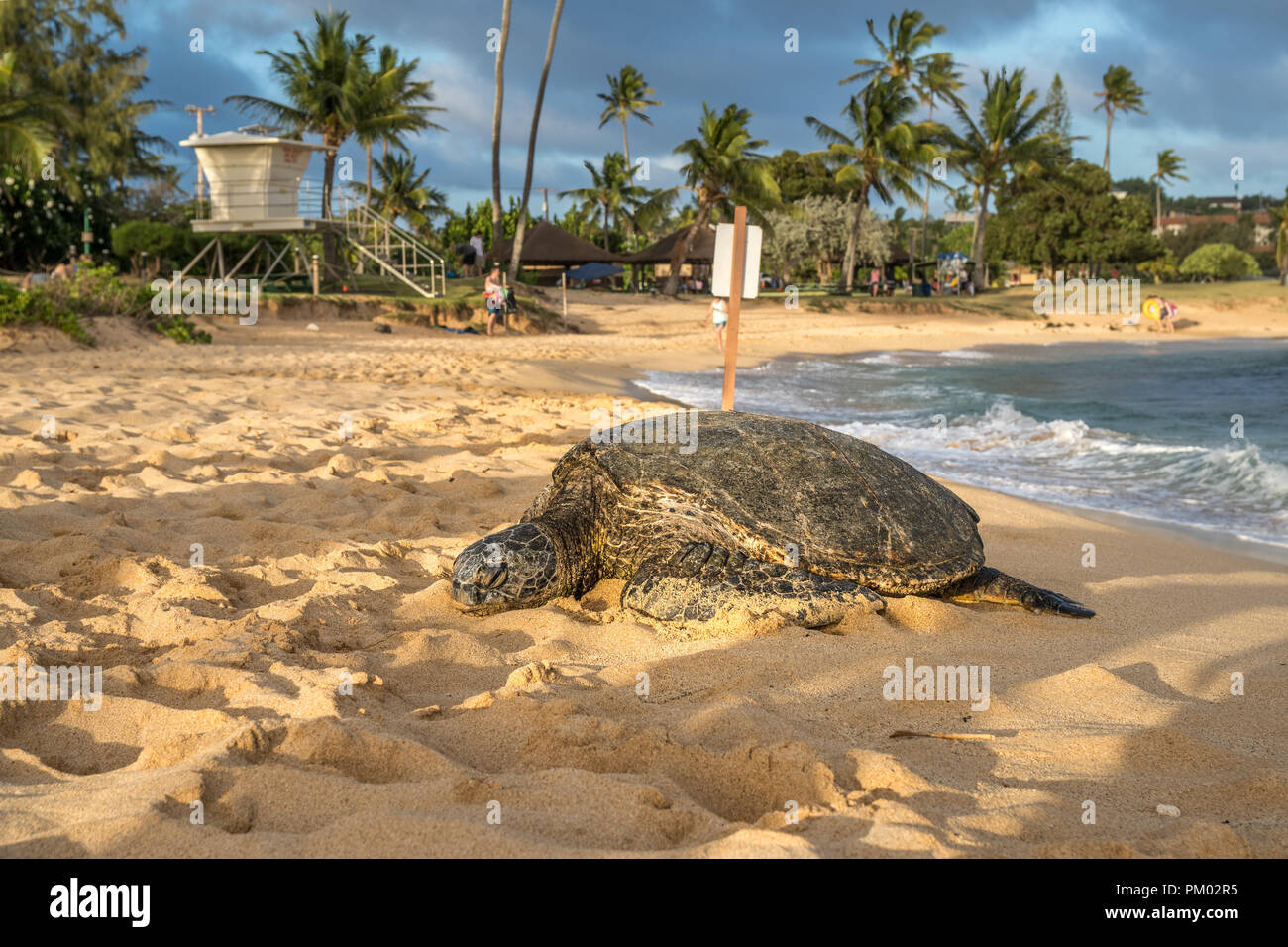 Honu (Hawaiin Sea Turtle) come on shore to rest. Stock Photo