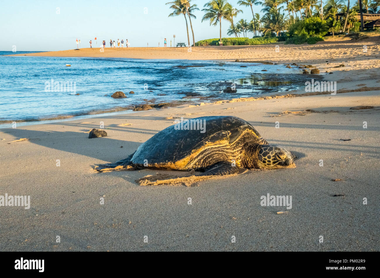 Honu (Hawaiian Sea Turtle) come on shore to rest. There are 2 in this image, one is at the top left where people are watching it. Stock Photo