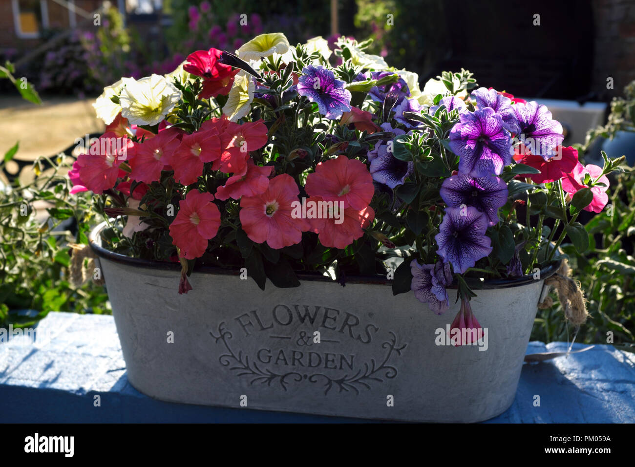 A container of petunias in a garden, England, UK Stock Photo Alamy