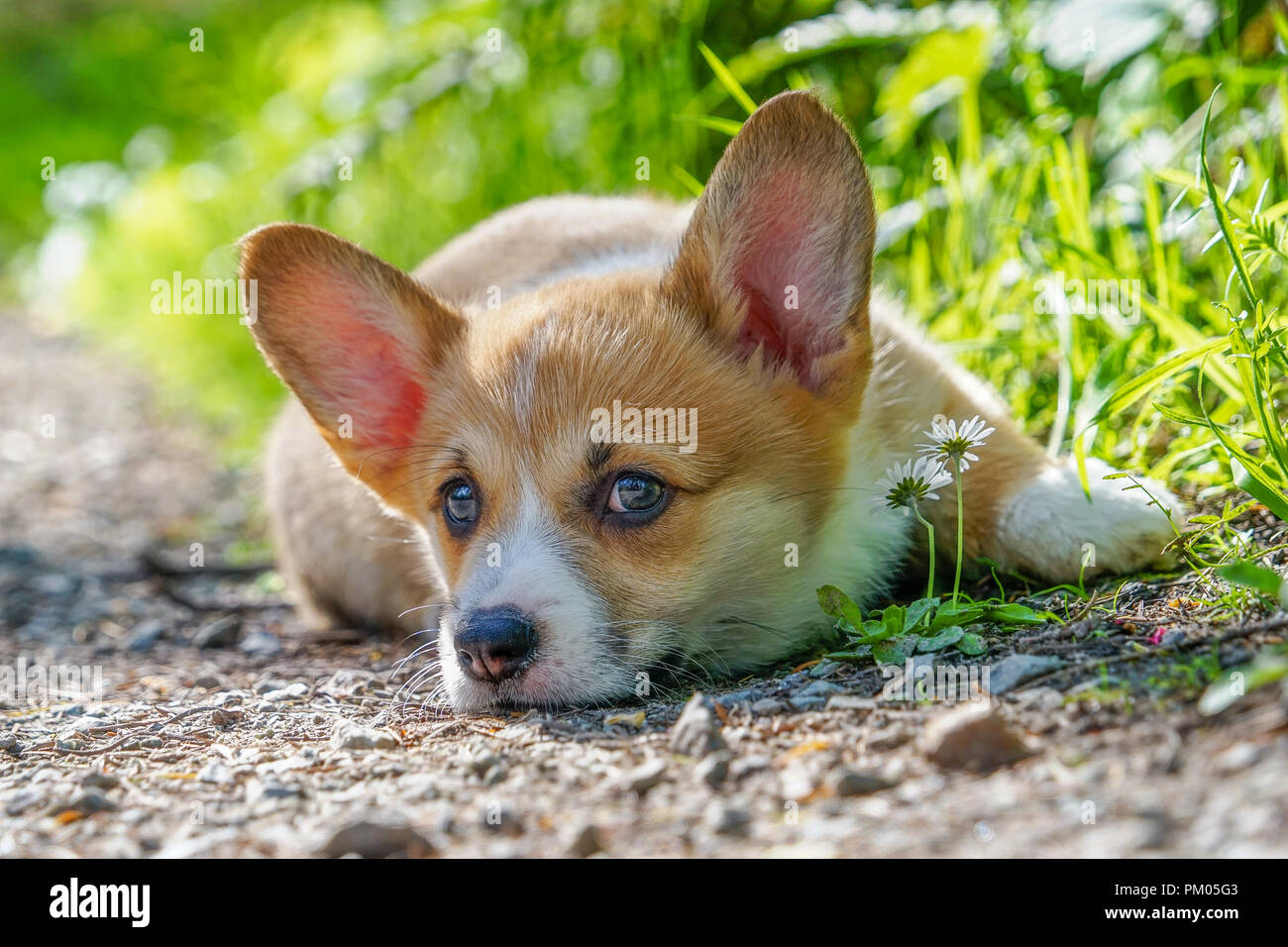 Pembroke Welsh Cogi Puppy With Sable Characteristics Stock Photo