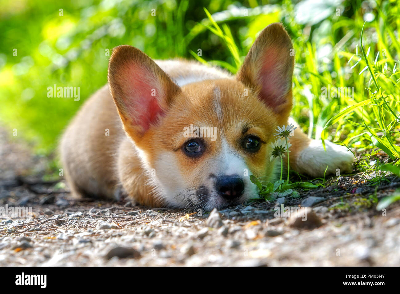 Pembroke Welsh Cogi Puppy With Sable Characteristics Stock Photo