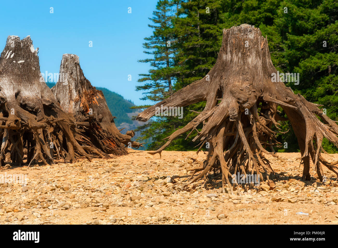 Releasing the waters at Detroit Lake Dam reveals the remnants of trees that were removed along the lake shoreline. Stock Photo