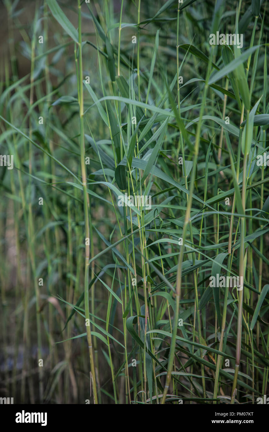 Reed plants hires stock photography and images Alamy