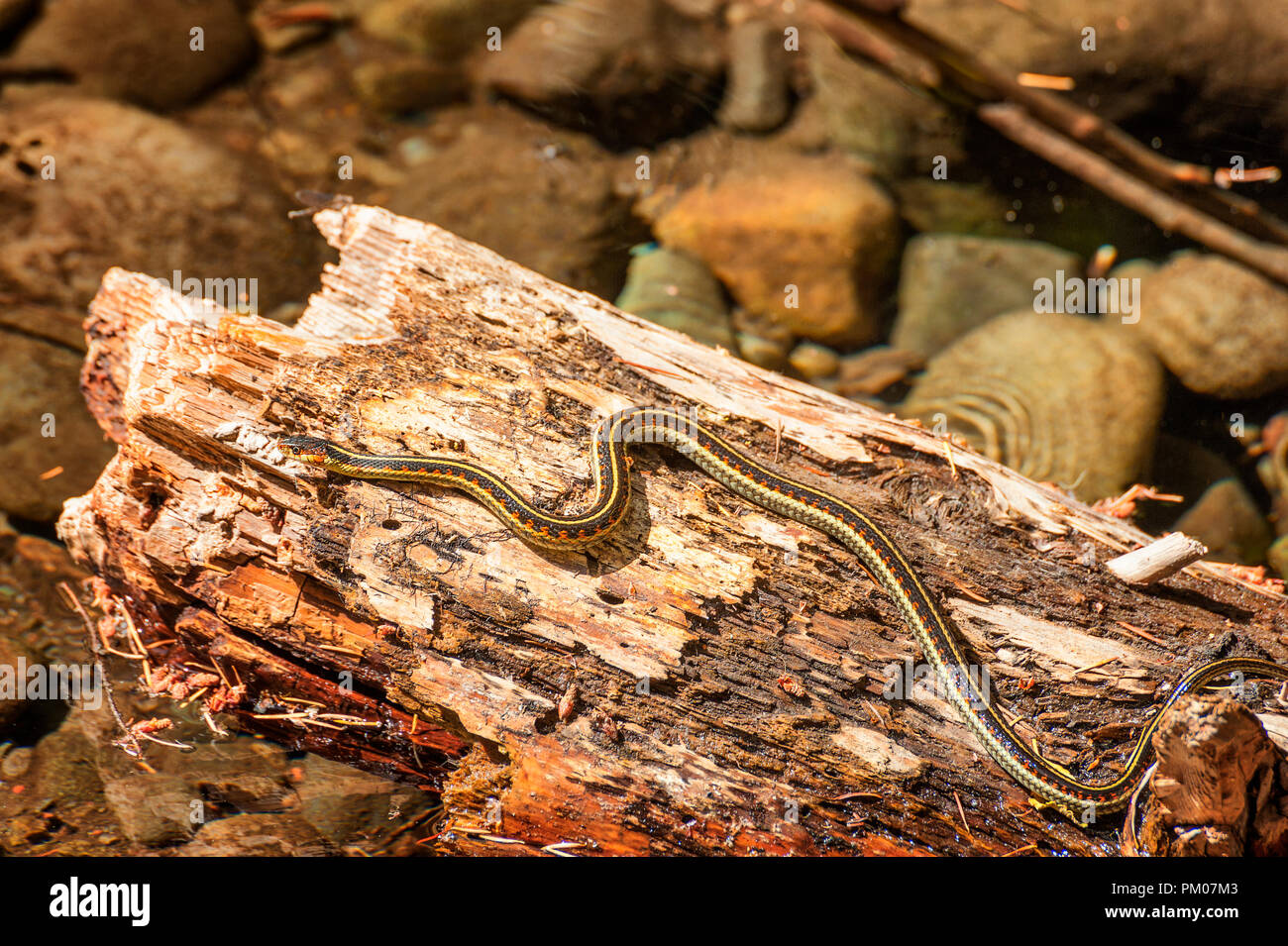 A garter snake suns itself on a half submerged log in a creek. Stock Photo