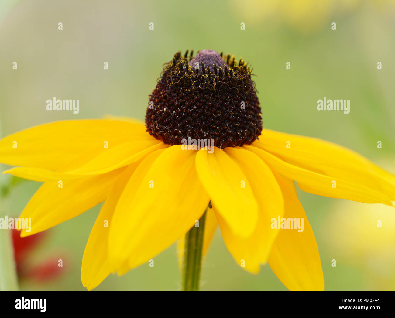 Single Rudbeckia Marmalade flower with yellow petals. Also known as Coneflower and Black-eyed Susan. Stock Photo