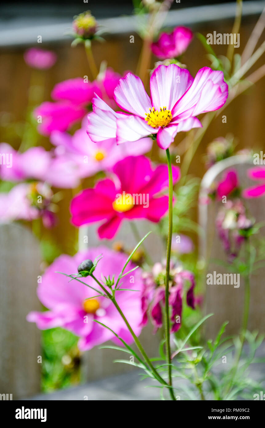 Cosmos Bipimmatus, varieties 'Candy Stripe' and 'Sensation Mixed' growing in a residential back garden. Stock Photo