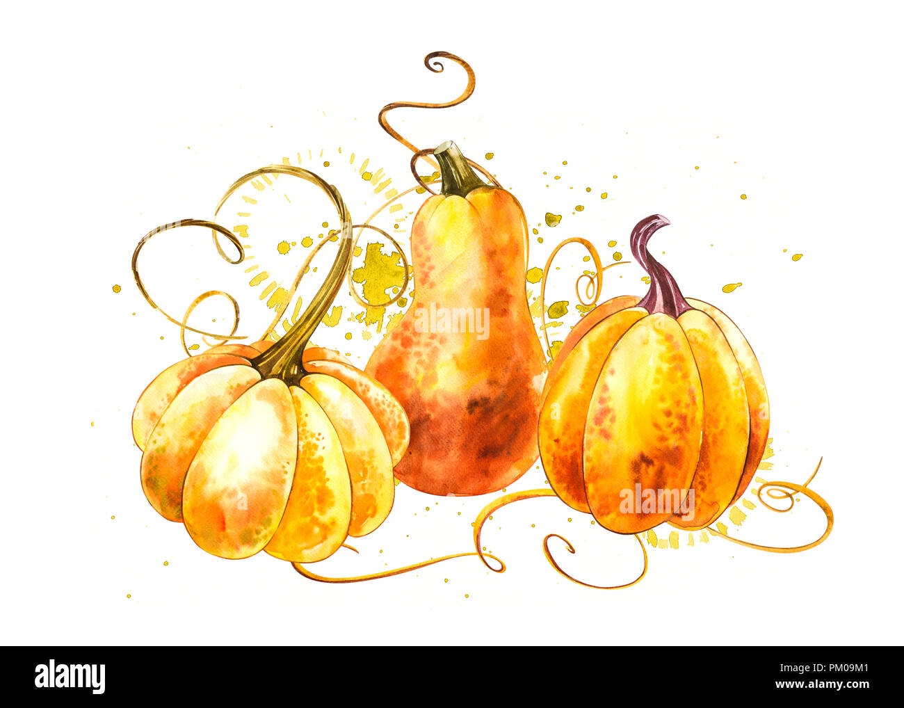 Pumpkins composition. Hand drawn watercolor painting on white ...