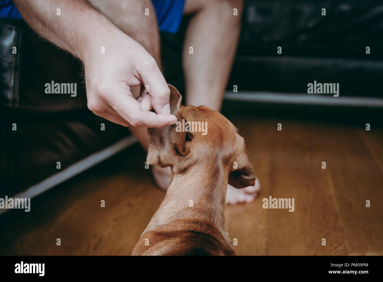 Owner's hand petting brown smooth hair dachshund, at home, rear view. Stock Photo
