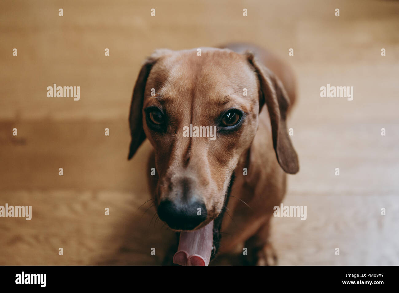 Portrait of a yawning brown smooth hair dachshund, sitting on the wooden floor, view from above. Stock Photo