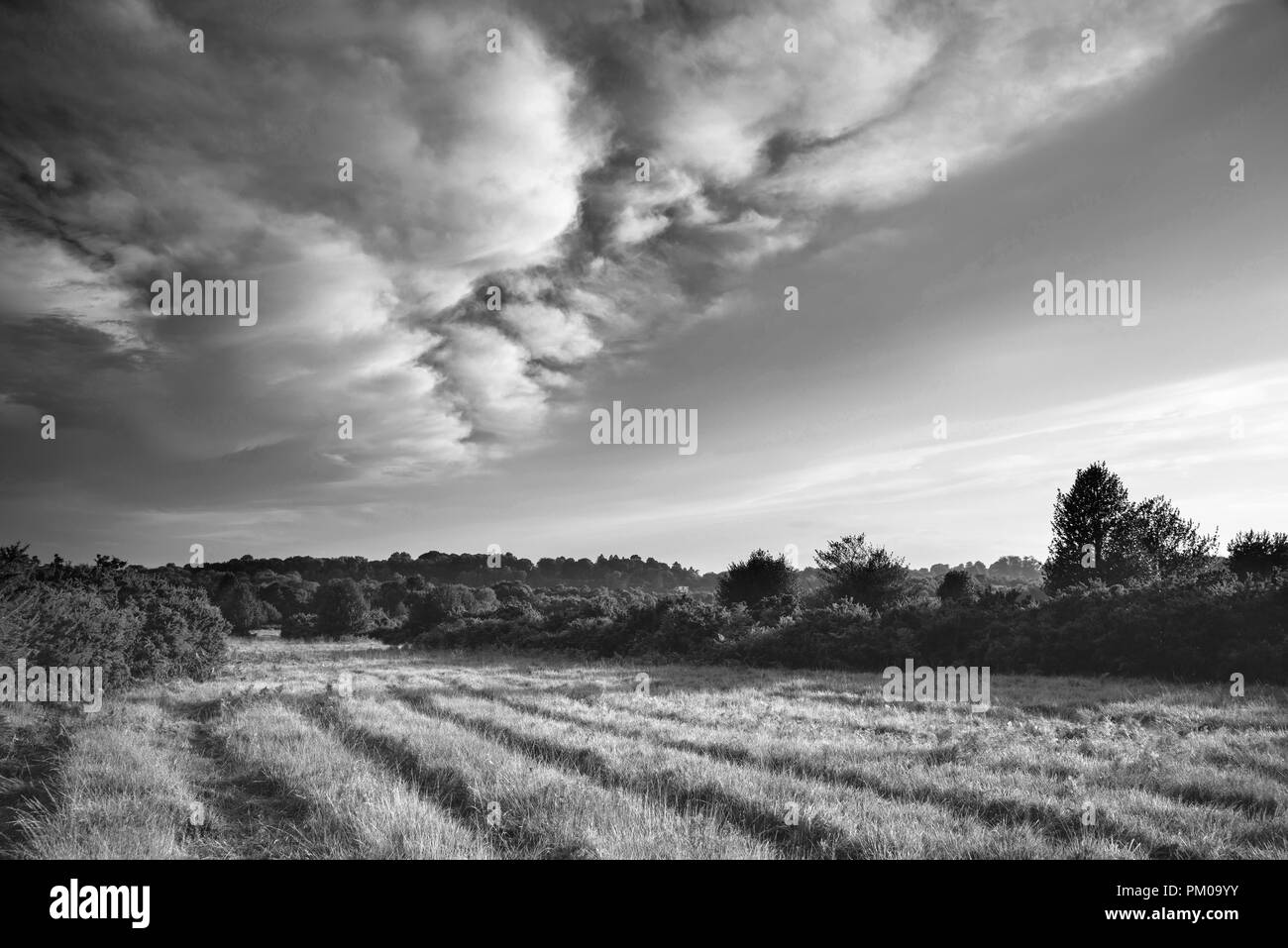English forest sunset Black and White Stock Photos & Images - Alamy