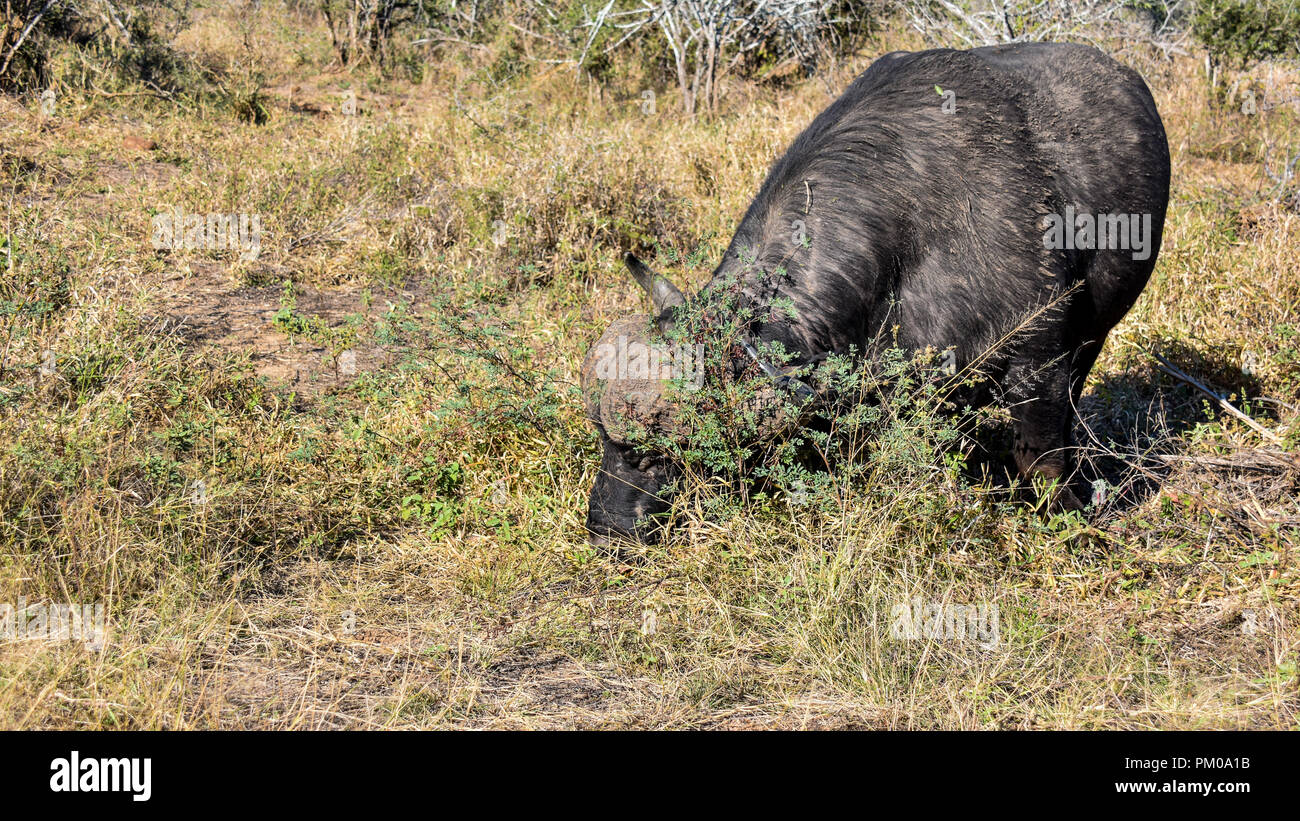 A single buffalo with horns grazing in thick grass in sunlight. This is in the savanna in the greater Kruger National Park. Lush vegetation foraging Stock Photo