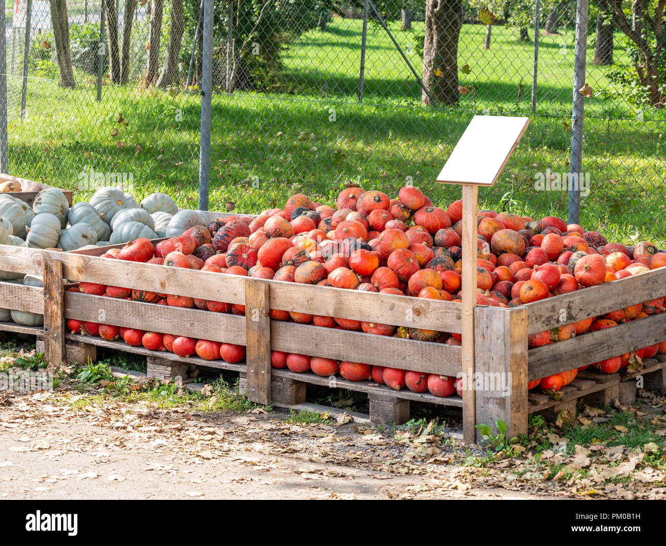 Top down view on a bunch of hokkaido pumpkins Stock Photo - Alamy